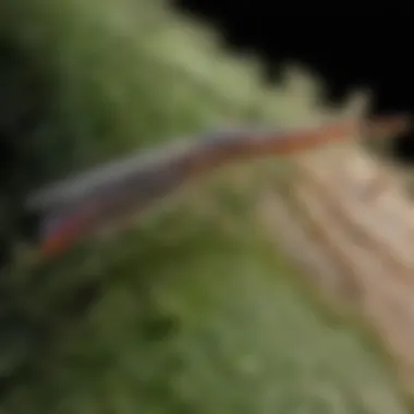 Lacewing Larvae: Essential Hunters of Aphids A close-up of lacewing larvae actively hunting aphids on a plant stem.