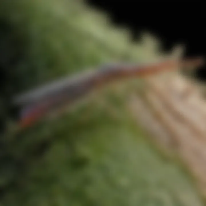 Lacewing Larvae: Essential Hunters of Aphids A close-up of lacewing larvae actively hunting aphids on a plant stem.