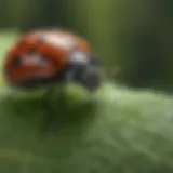 A ladybug perched on a green leaf, showcasing its role as a natural predator of aphids.