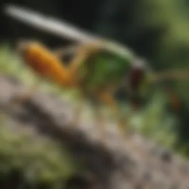 Parasitic Wasp: Nature's Aphid Control Agent A parasitic wasp laying eggs inside an aphid, illustrating its role in population control.