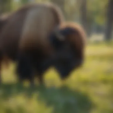 Wildlife of Wyoming: The Iconic Bison Bison grazing peacefully in a lush Wyoming park