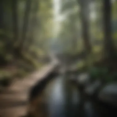 Adventurous Trail to a North Carolina Hot Spring Scenic hiking trail leading to one of North Carolina's natural hot springs
