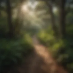 Lush greenery along a serene Florida hiking trail