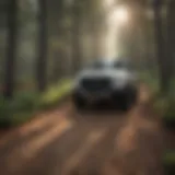 Breathtaking Trail Through Pine Forest