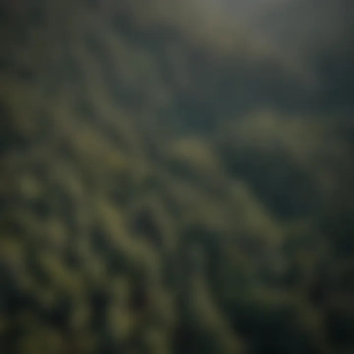 Aerial view of vast pine forest canopy