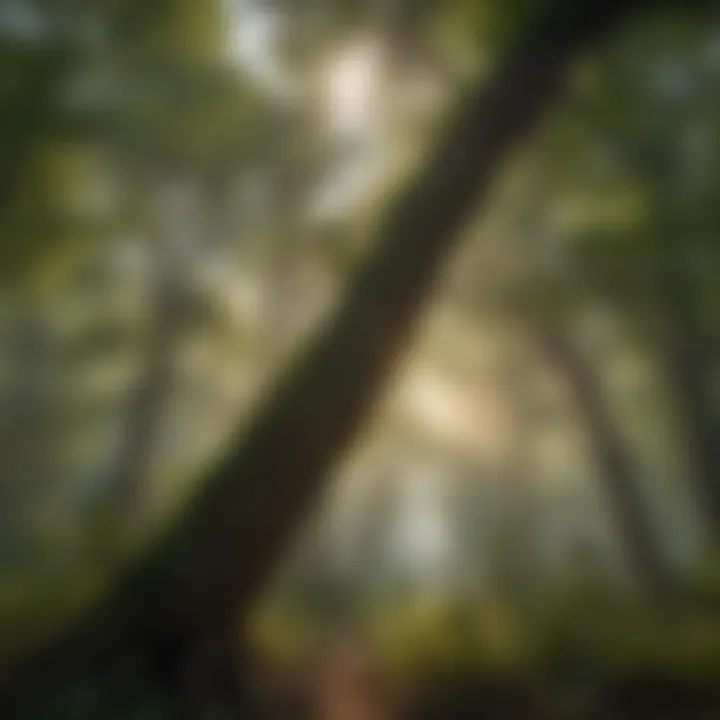 Biodiversity thriving within the Ozark forest canopy