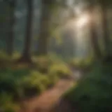 A serene landscape of a national park with diverse flora.