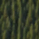 Botanical illustration of various pine trees