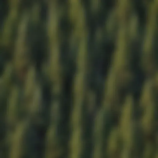 Botanical illustration of various pine trees