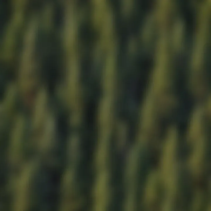 Botanical illustration of various pine trees