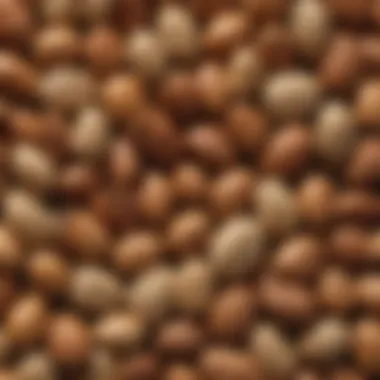 Textural Wonders of Pine Nuts in Shell Close-up of pine nuts in shell showcasing their texture and natural color