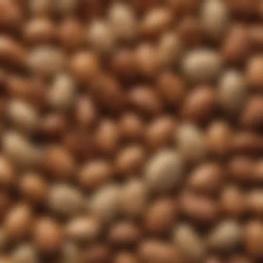 Textural Wonders of Pine Nuts in Shell Close-up of pine nuts in shell showcasing their texture and natural color
