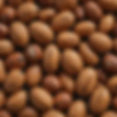 Close-up of pine nuts in their shell