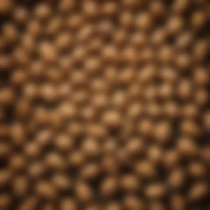 Pine nuts used in gourmet dishes