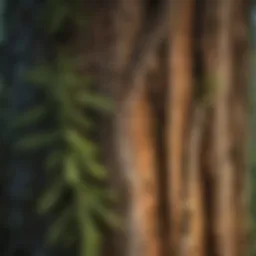 A close-up view of the distinctive bark and foliage of a Port Orford cedar tree