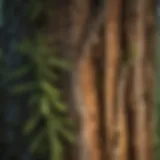 Distinctive Bark and Foliage of Port Orford Cedar A close-up view of the distinctive bark and foliage of a Port Orford cedar tree
