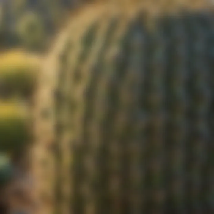 Diverse Flora of Saguaro Ranch Close-up of diverse flora found in Saguaro Ranch, Arizona