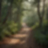 Scenic view of a winding forest trail surrounded by vibrant foliage