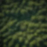 Aerial view of lush green forest canopy