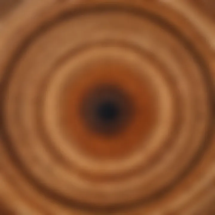 Close-up of tree rings showing age and growth patterns