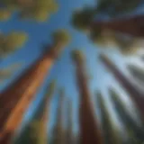 The Giants of Sequoia: Nature's Marvels Majestic Sequoia trees towering against a clear blue sky