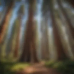 Majestic view of Giant Sequoias towering above the forest floor
