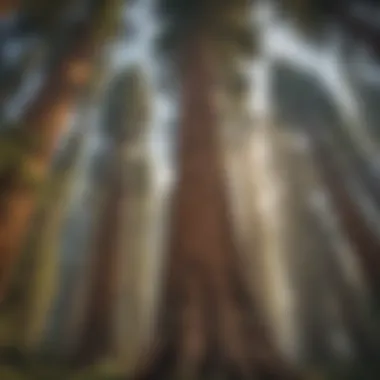 Towering Giants of Sequoia National Park Majestic giant sequoia trees towering in the forest
