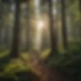 A lush forest landscape showcasing biodiversity