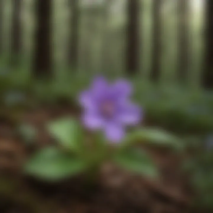 Close-up of a small purple flower with four petals in a forest setting