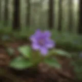Aesthetic Beauty of Four-Petaled Purple Flowers Close-up of a small purple flower with four petals in a forest setting