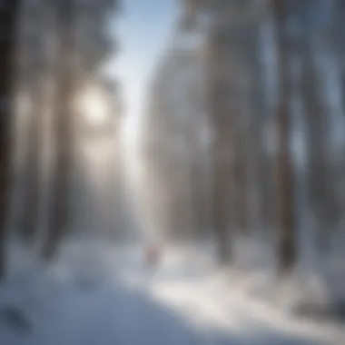 Conservation in Snowy Forests Environmental conservation efforts in Flagstaff's forested areas