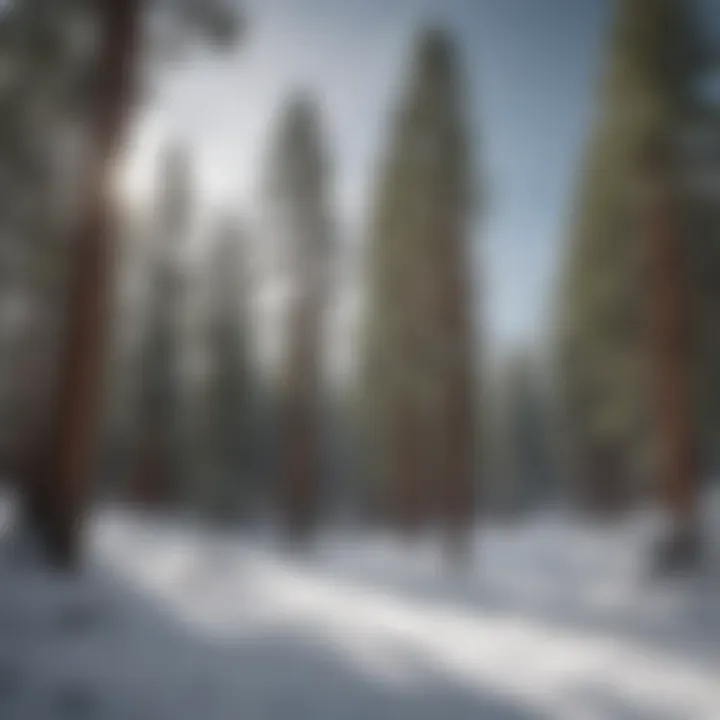 Snowboarder enjoying a serene moment amidst snow-covered pine trees