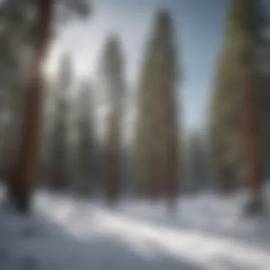 Tranquil Pine Tree Escape Snowboarder enjoying a serene moment amidst snow-covered pine trees