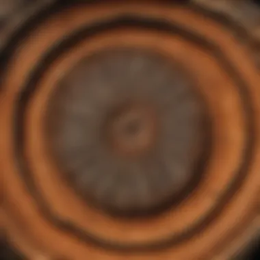 Tree Rings Cross-Section