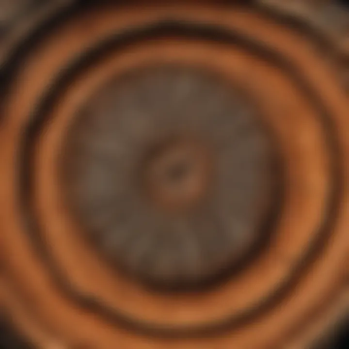Tree Rings Cross-Section