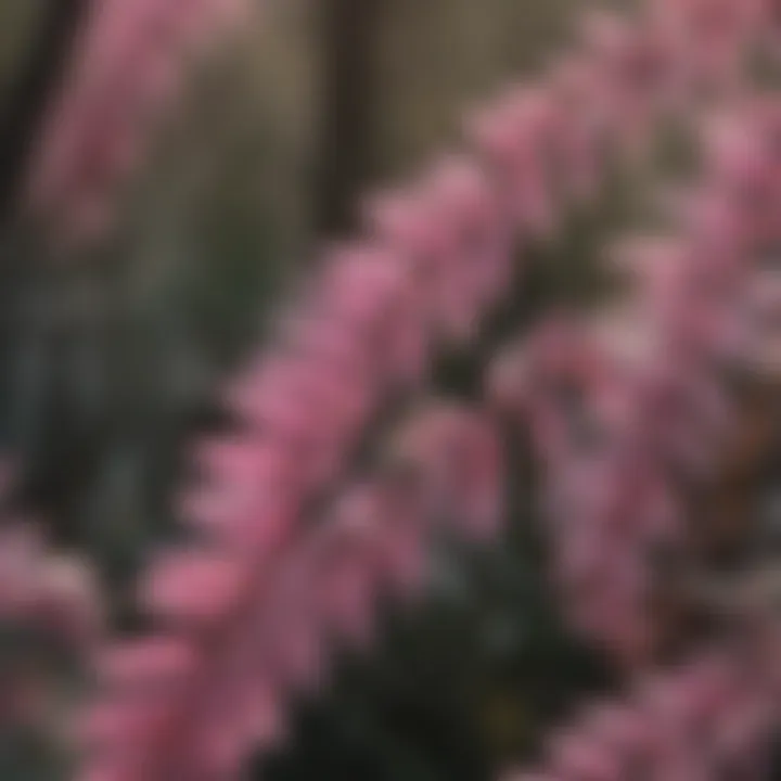A close-up view of the leaves showcasing the unique texture of the plant