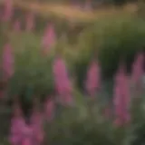 The vibrant flowers of the Apex Pink Meadow Sage in bloom