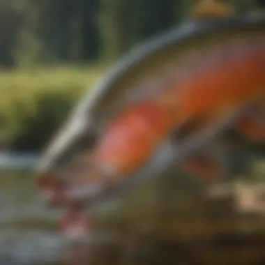 Colorful Trout Catch Close-up of a colorful trout caught during fly fishing in South Dakota