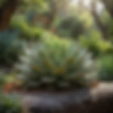 Succulent Serenity in Rockery Garden Succulent Serenity in Rockery Garden