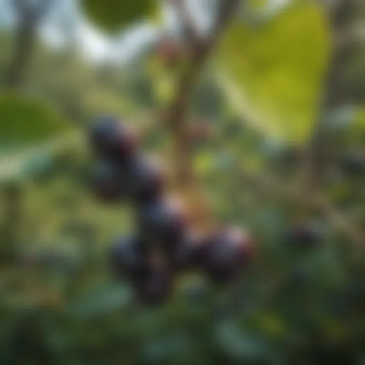 Close-up of ripe huckleberries on a bush