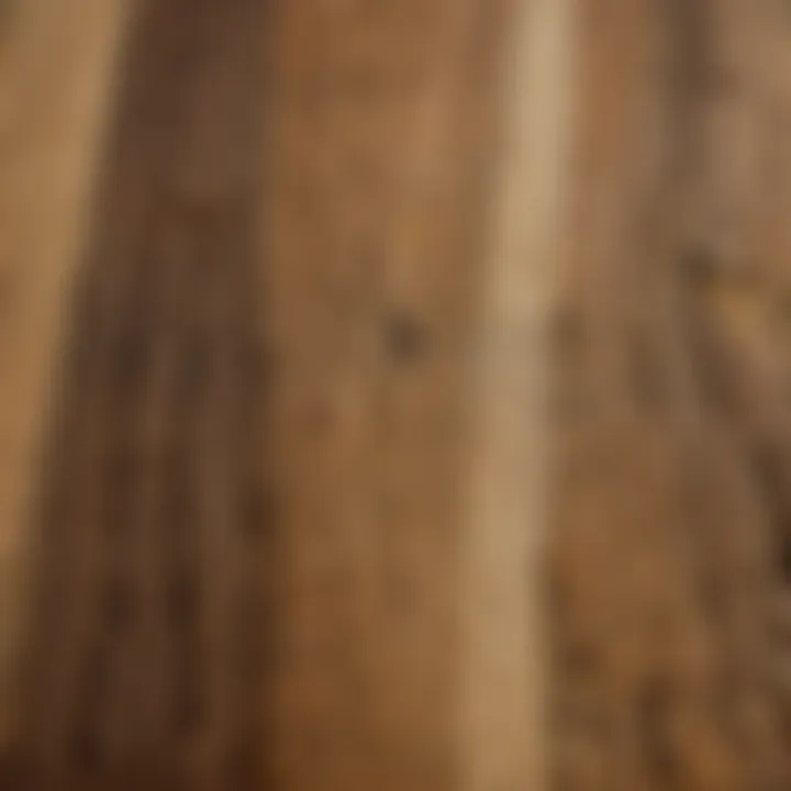 Close-up of poplar wood grain demonstrating its physical properties