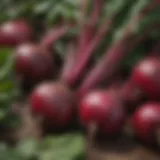 A close-up of vibrant beetroot showcasing its health benefits.