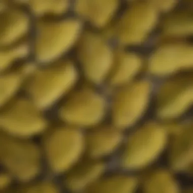 A close-up of cottonwood leaves highlighting their unique texture