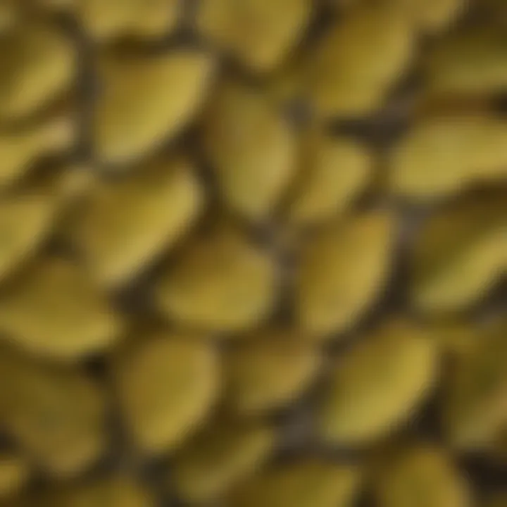 A close-up of cottonwood leaves highlighting their unique texture