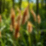 Close-up view of Johnsongrass seed heads in a lush forest setting