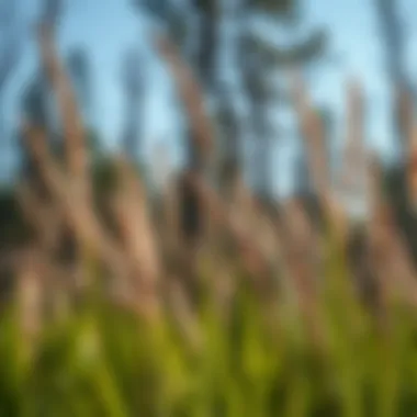 Sustainable management practices for controlling Johnsongrass spread