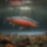 Vibrant Pacific salmon swimming upstream
