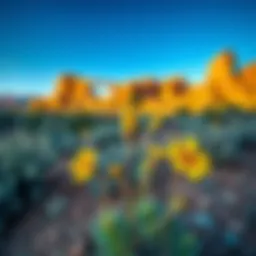 Vibrant desert wildflowers blooming amidst rugged landscapes