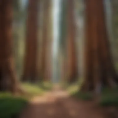 A serene path lined with giant sequoias