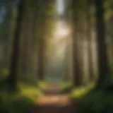 Lush forest trail in Eugene, showcasing vibrant greenery and towering trees.